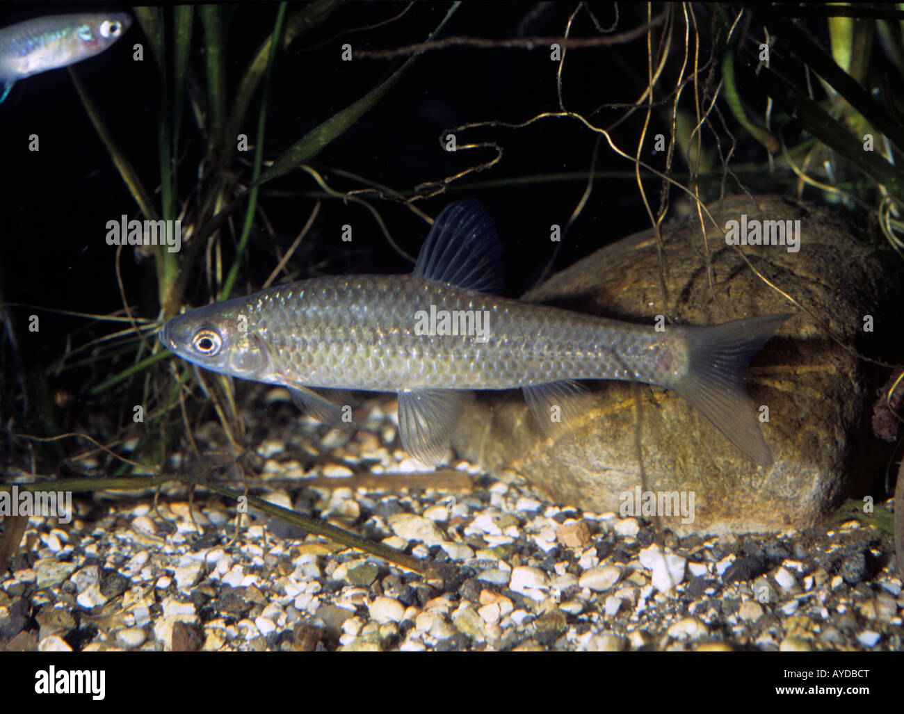 Pseudorasbora parva, False Arlecchino, Ciprinidae Foto Stock