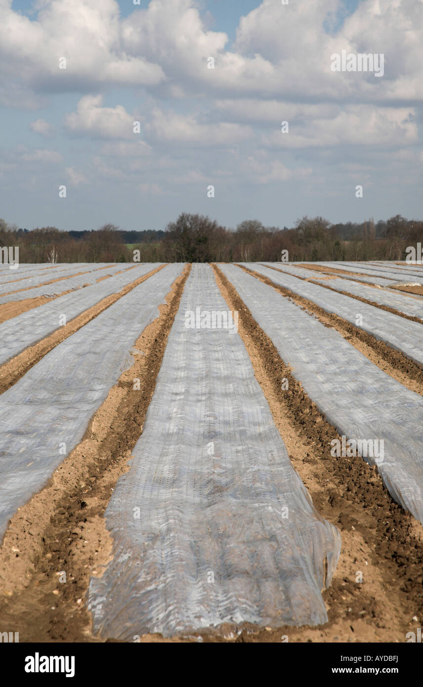 Cloche pacciamatura sparsi su campo Boyton, Suffolk, Inghilterra Foto Stock