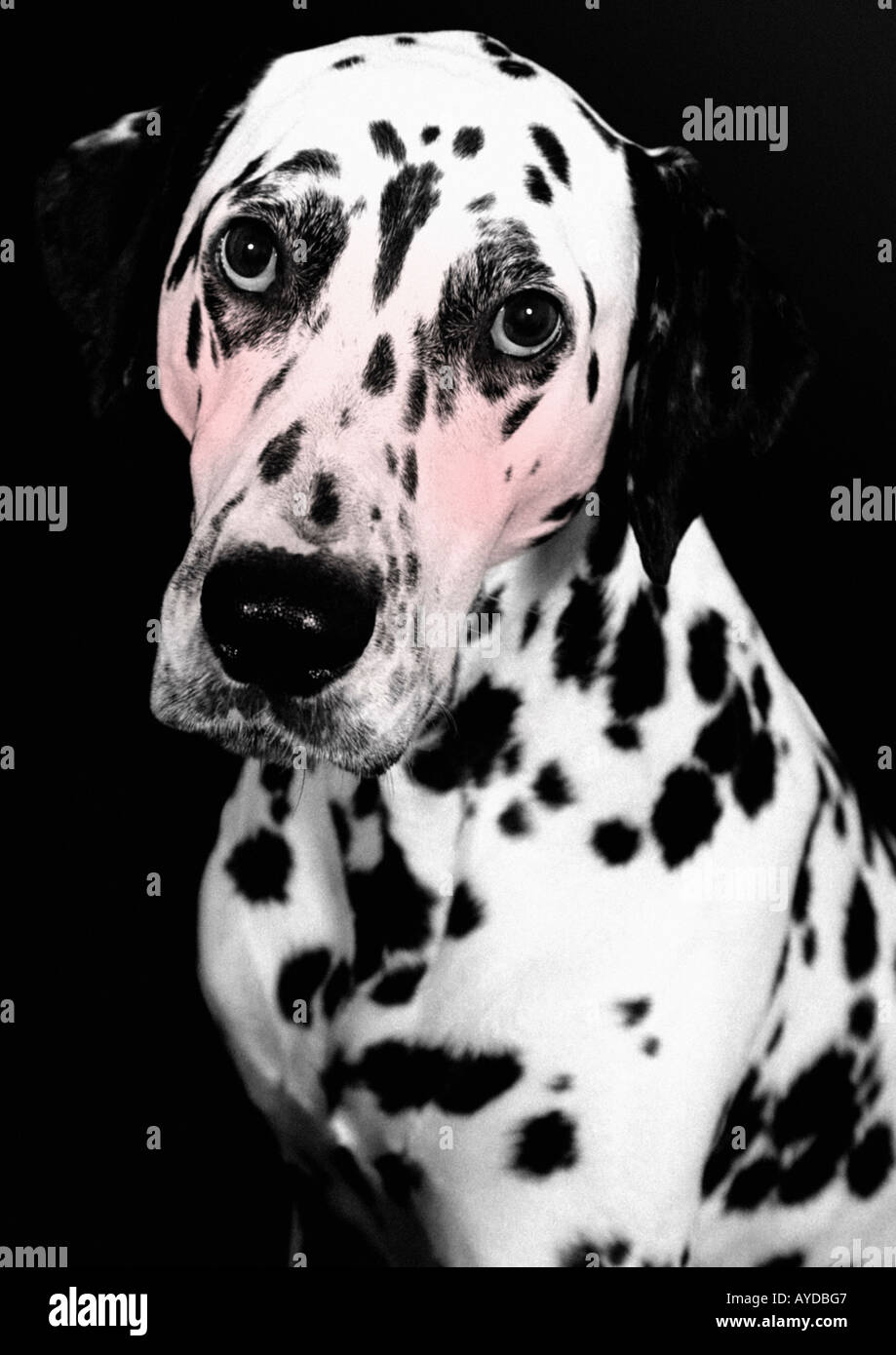 Cane dalmata arrossendo Foto Stock