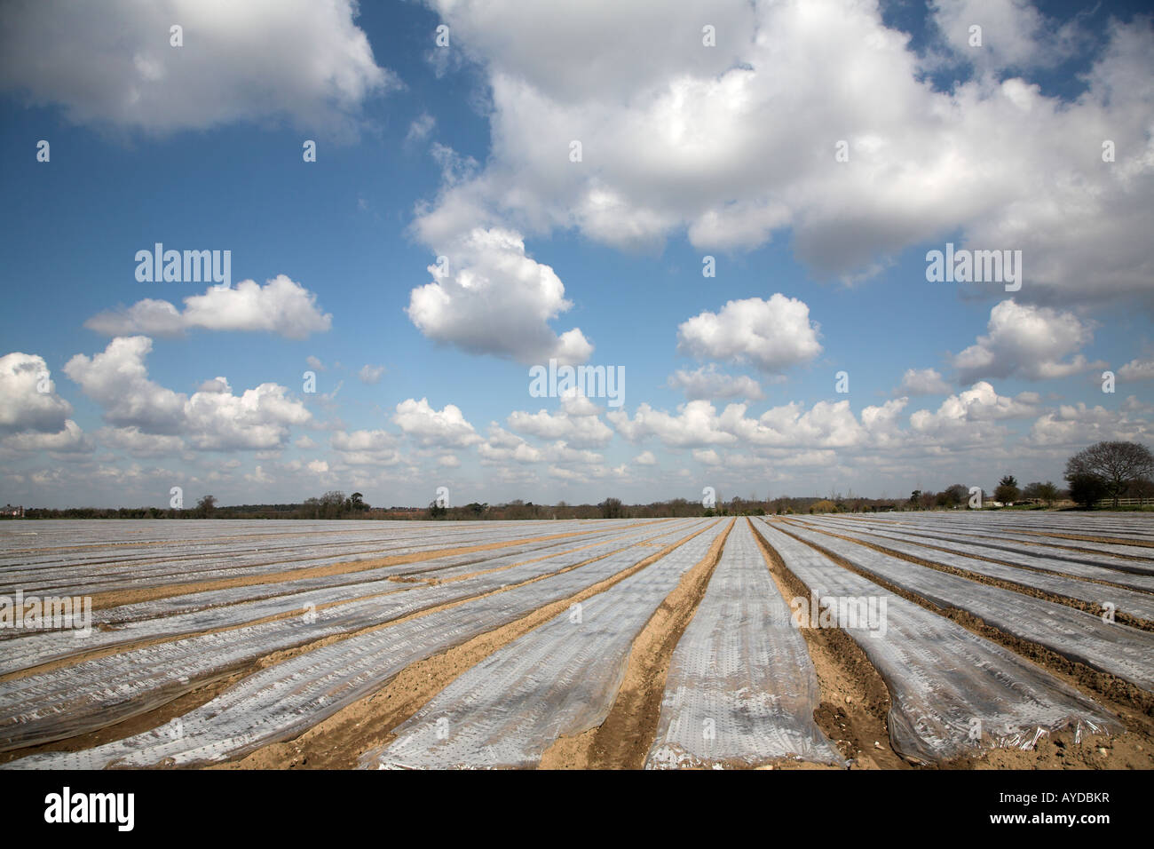 Cloche pacciamatura sparsi su campo Boyton, Suffolk, Inghilterra Foto Stock