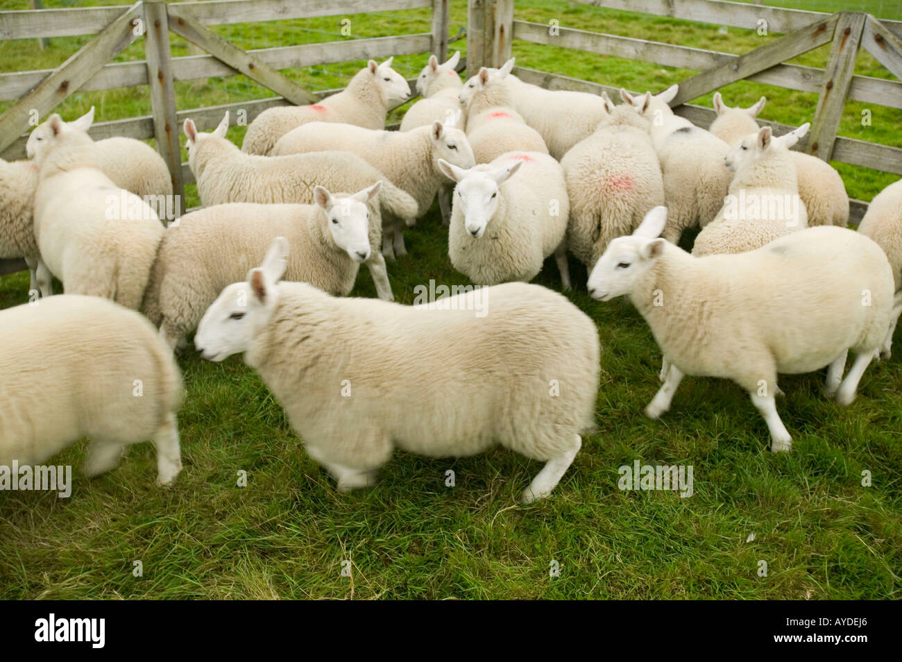 Pecore in una penna a Stoer, Assynt, Scotland, Regno Unito Foto Stock