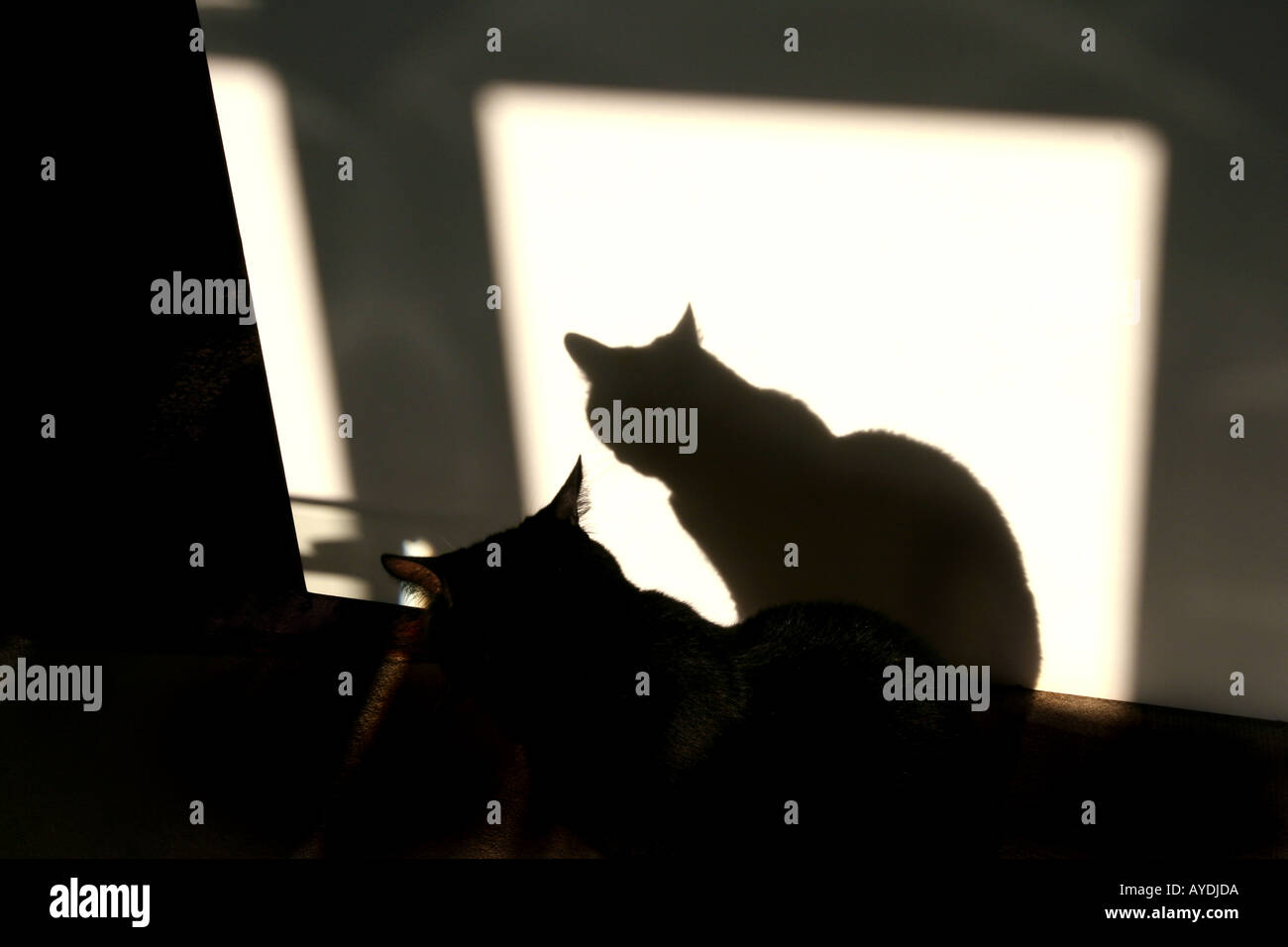 ombra del gatto Foto Stock
