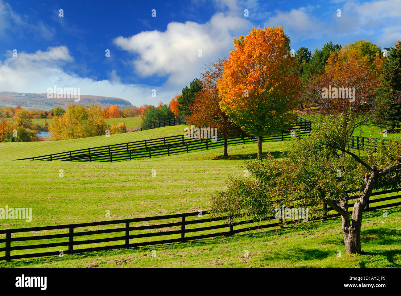 Pascoli erbosi ed homestead horse farm con la scarpata del Niagara in autunno Ontario Foto Stock