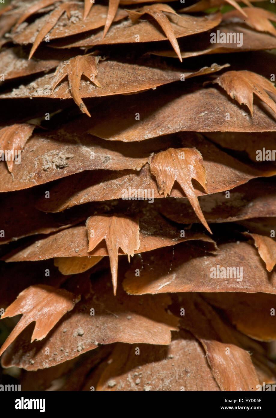 Cono di abete di Douglas (Pseudotsuga menziesii) che mostra le scale del cono dettaglio, close-up Foto Stock