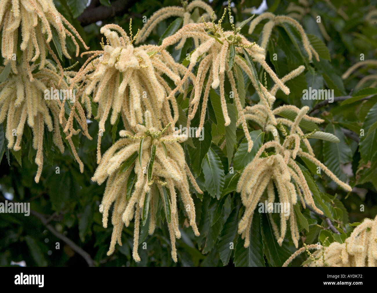 Sweet Chesnut (Castanea sativa) in fiore Foto Stock