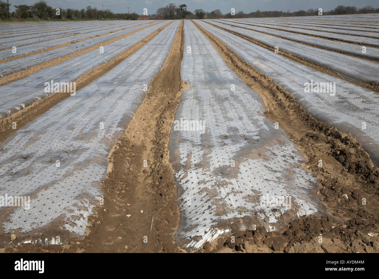 Cloche pacciamatura sparsi su campo Boyton, Suffolk, Inghilterra Foto Stock