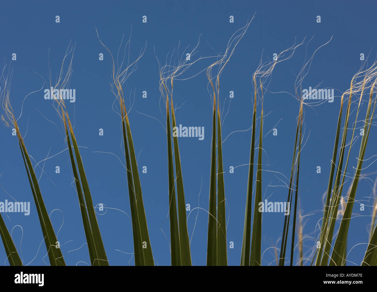 Ventola Desert Palm (Washingtonia filifera) contro il cielo blu chiaro Foto Stock