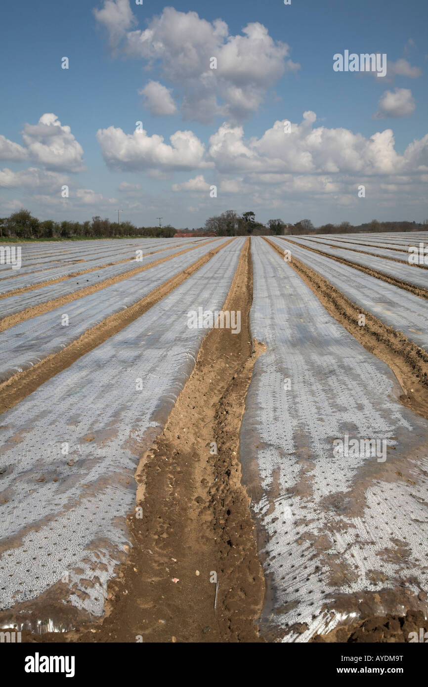 Cloche pacciamatura sparsi su campo Boyton, Suffolk, Inghilterra Foto Stock