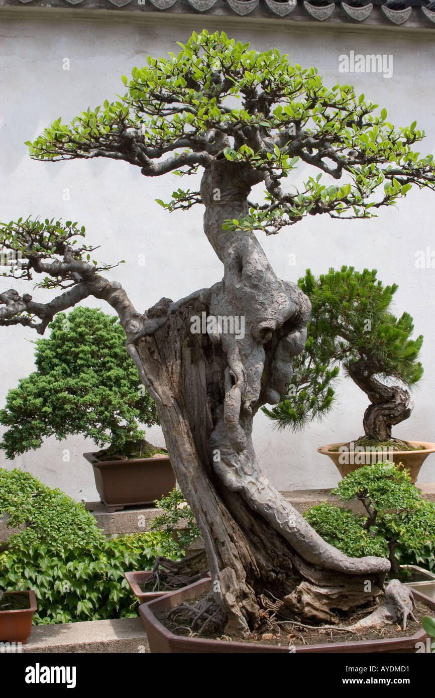 Antico e grande albero di bonsai in un giardino di Suzhou Cina Foto stock -  Alamy
