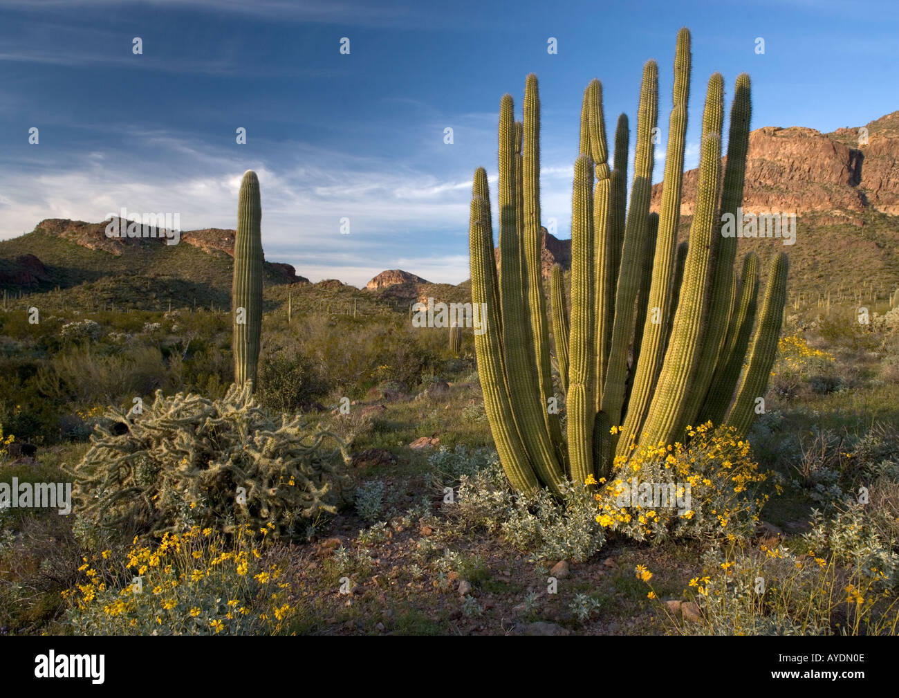 Organo a canne di cactus (Stenocereus thurberi) nell'organo a canne Monumento Nazionale con boccola fragile Opuntias etc noto anche come Cereus Foto Stock