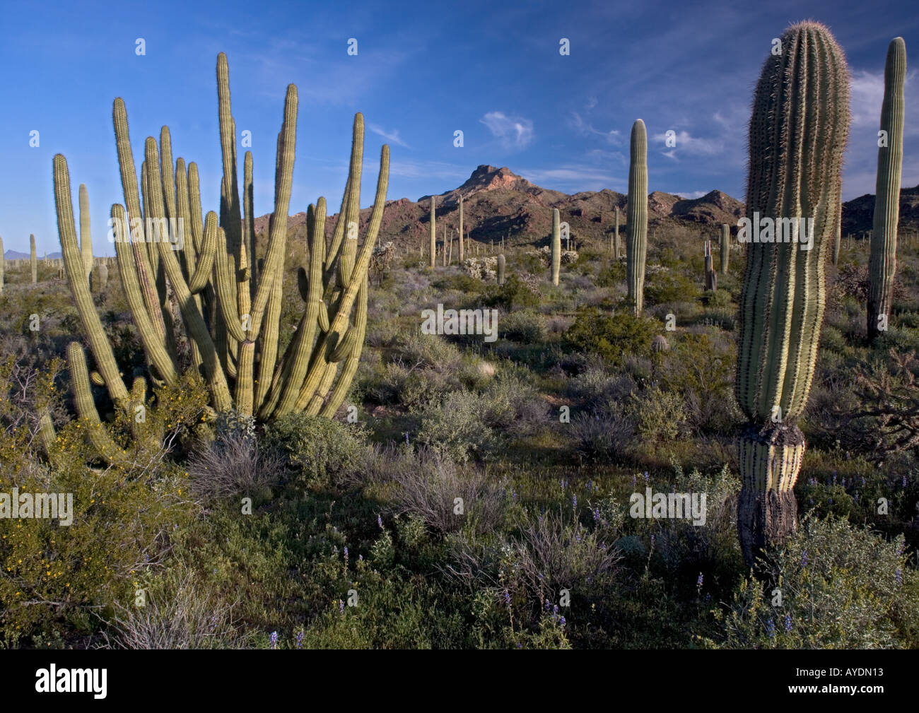Organo a canne di cactus (Stenocereus thurberi) nell'organo a canne Monumento Nazionale con boccola fragile Opuntias etc, Arizona Foto Stock