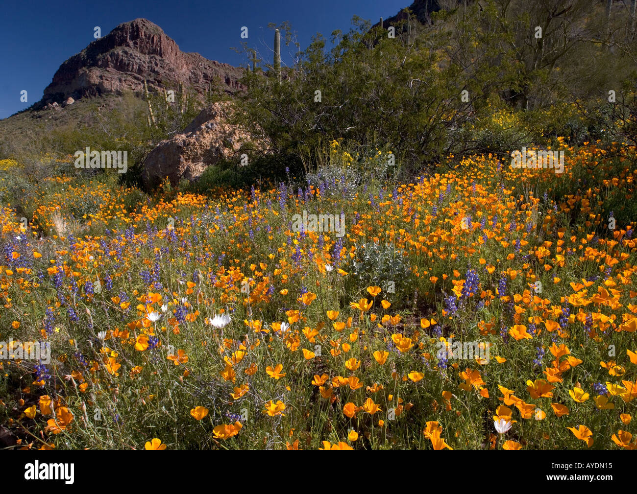 Massa di fiori di primavera in organo a canne Monumento Nazionale principalmente mexican gold papaveri, Arizona, Stati Uniti d'America Foto Stock