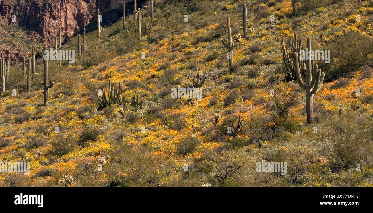 Massa di fiori di primavera in organo a canne monumento nazionale, principalmente mexican gold papaveri. In Arizona, Stati Uniti d'America Foto Stock