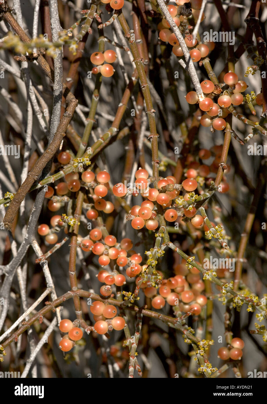 Phoradendron californicum - un parassita deserto mistletoe. Cibo di Phainopepla. Foto Stock