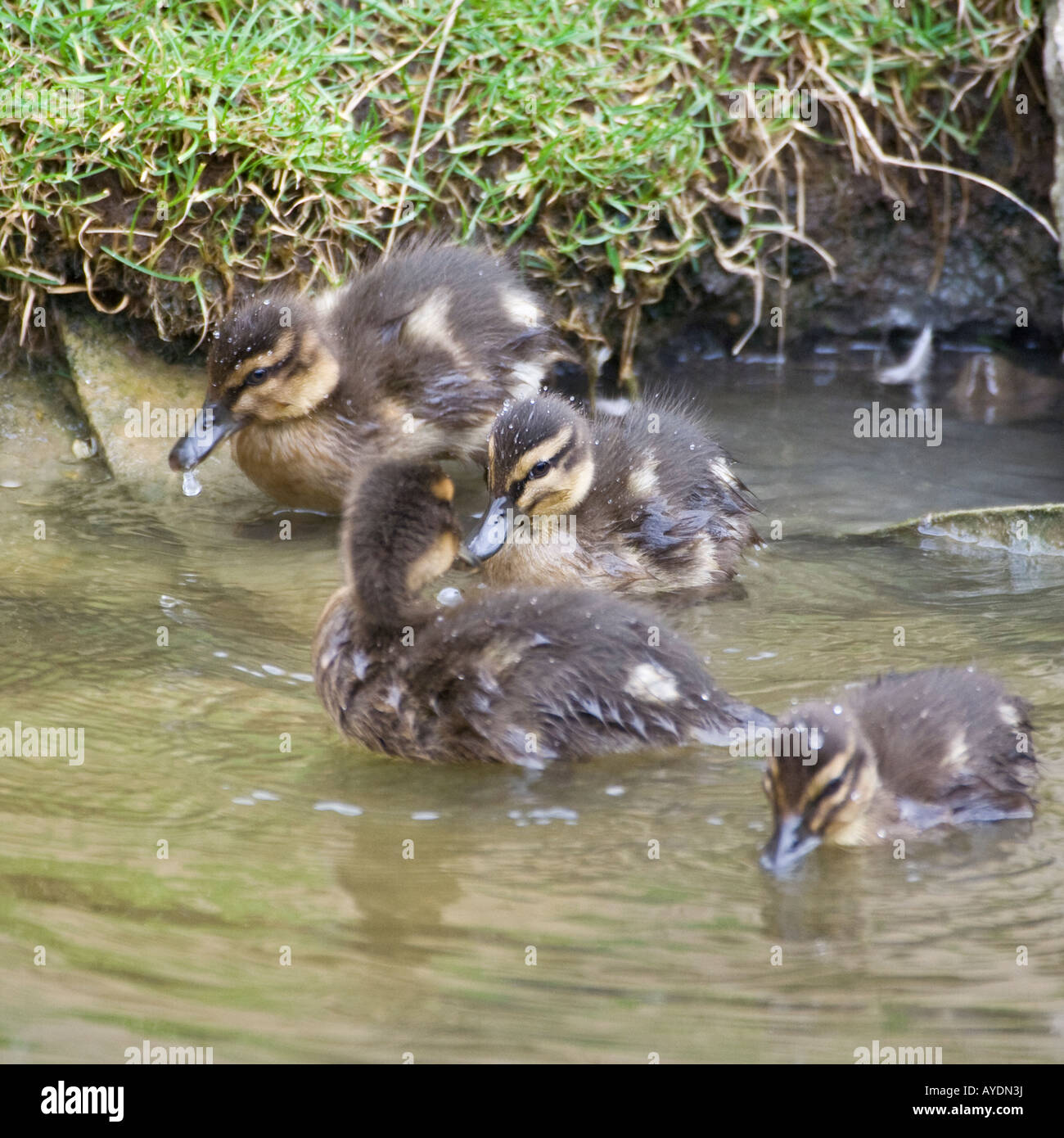 Baby Germano Reale - Anas platyrhynchos Foto Stock