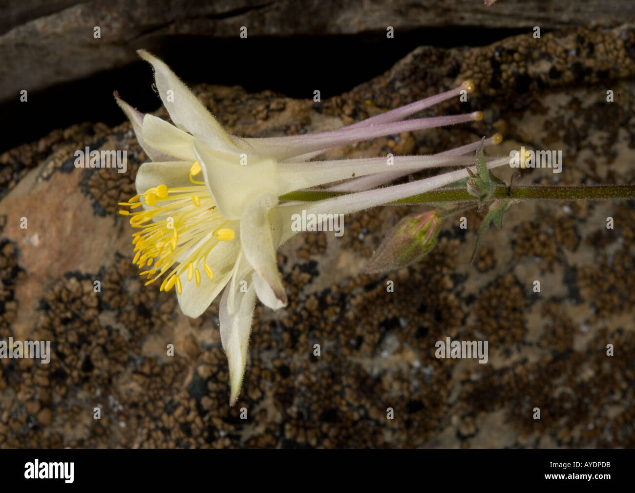 Aquilegia alpina a circa 11 000 ft vicino Lago Odell Sierra Nevada. Aquilegia pubescens Foto Stock