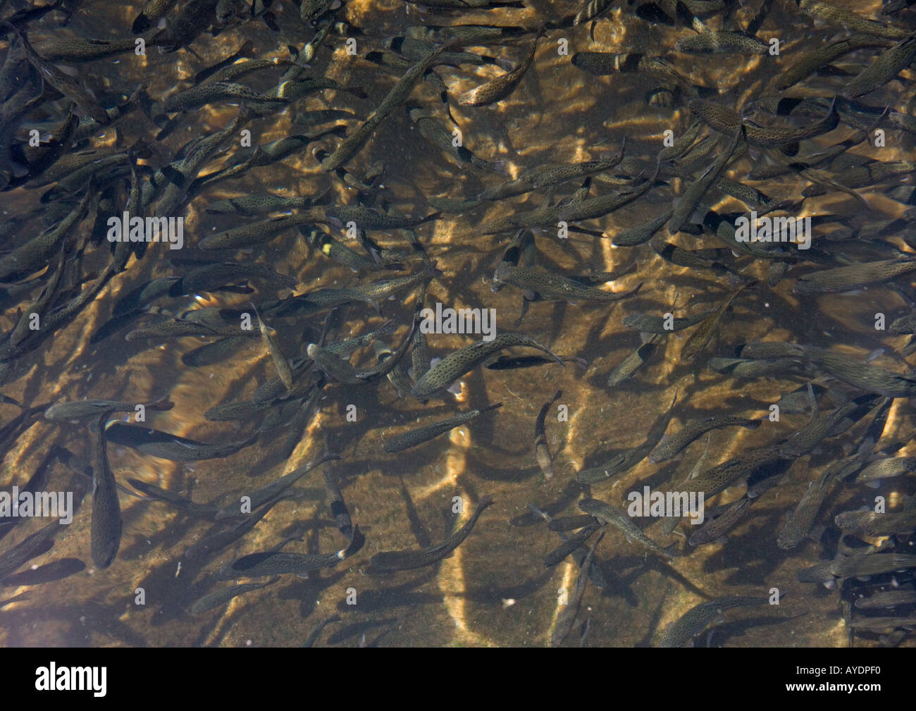 Masse di giovani trote in incubatrice per mangiare e di stoccaggio delle acque di pesca Foto Stock