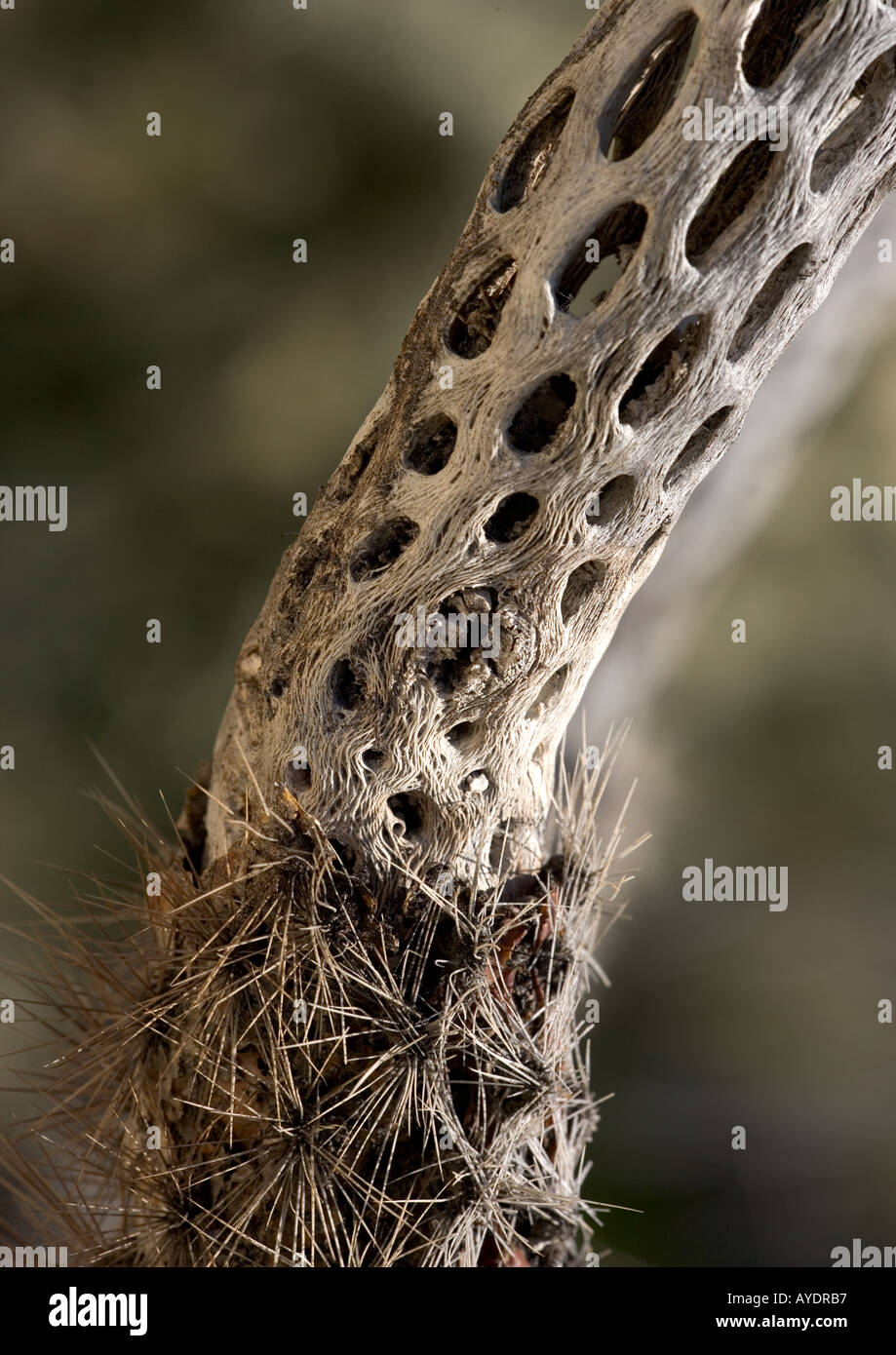 Stelo di un cactus dopo la morte che mostra la struttura e spine Foto Stock