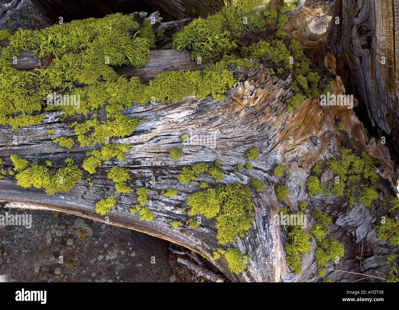 Lupo lichen, en masse, su vecchi tronchi di pini a 11000 ft sopra il Pass Sonoran Foto Stock