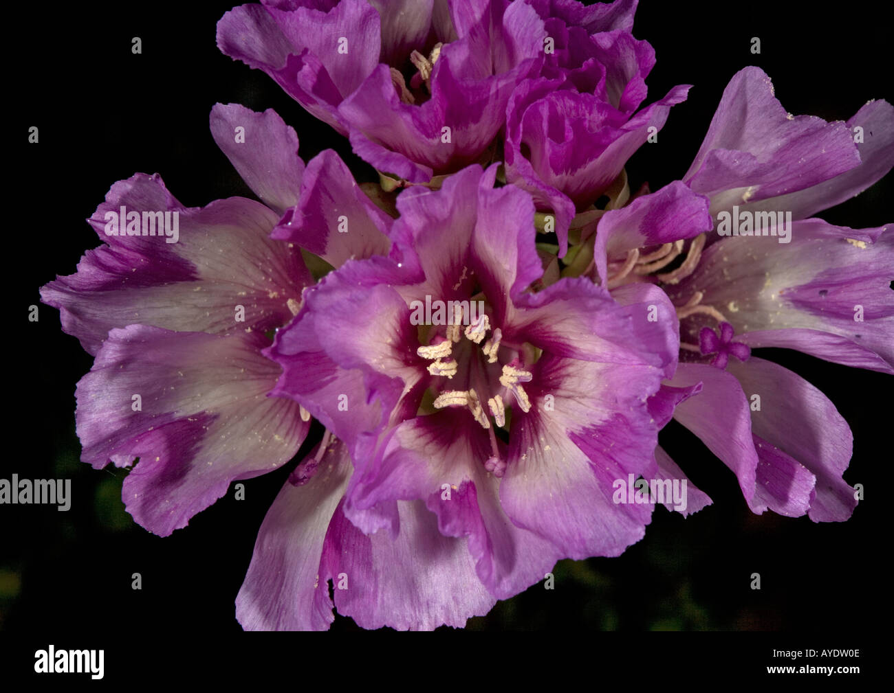Un californiano, clarkia Clarkia imbricata Foto Stock