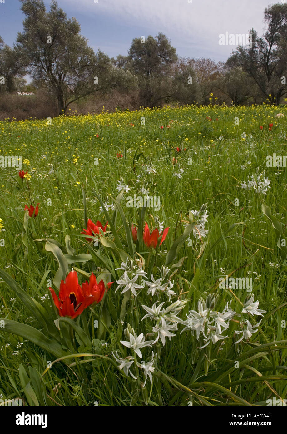 Campo di tulipani di Chios, con una varietà di fiori selvatici crescente Foto Stock