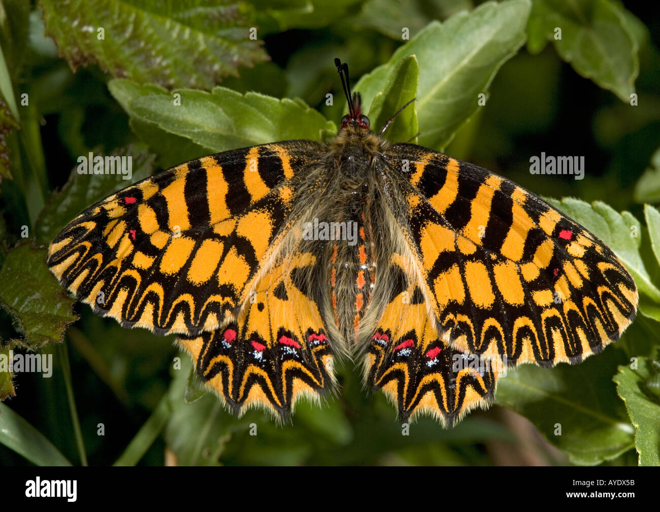 Festone meridionale butterfly nel suo arancione scuro forma Zerynthia polissena forma ochracea Mani peninsula Foto Stock