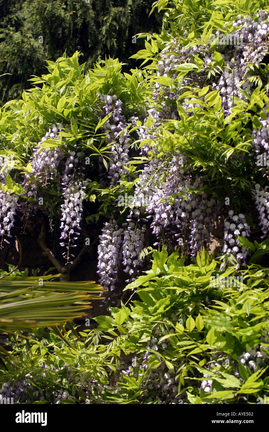 La Newstead Abbey Nottingham ex casa del poeta Lord Byron giardino Wisteria sinensis "Alba" Foto Stock