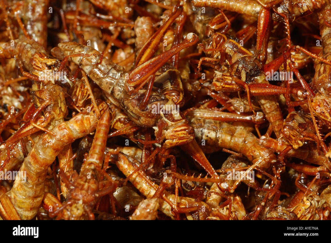 Profonda cavallette fritte in vendita in un mercato di Bangkok su Khao San Road Foto Stock