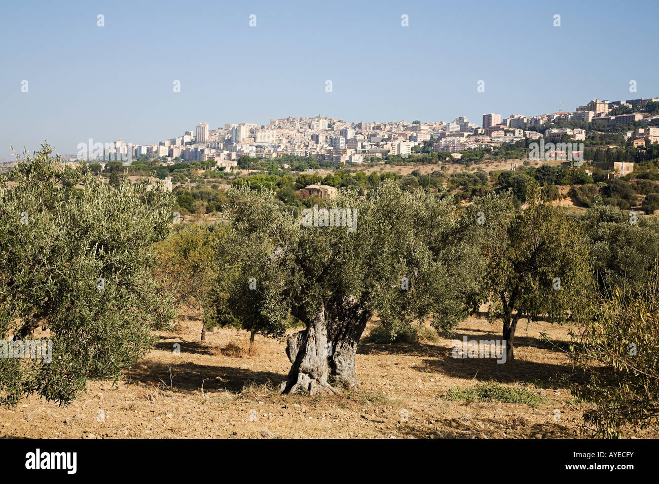 Oliveti e agrigento Foto Stock