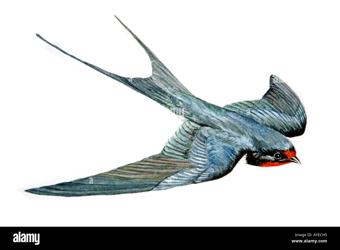 Voce maschile Swallow Hirundo rustica in volo illustrazione multimediale Foto Stock