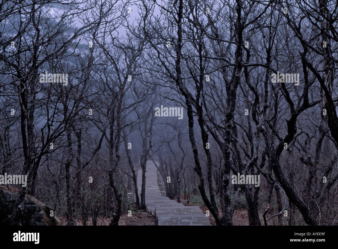 Un percorso nella foresta montagna Monte Huangshan gialle di montagna della provincia di Anhui Cina Foto Stock
