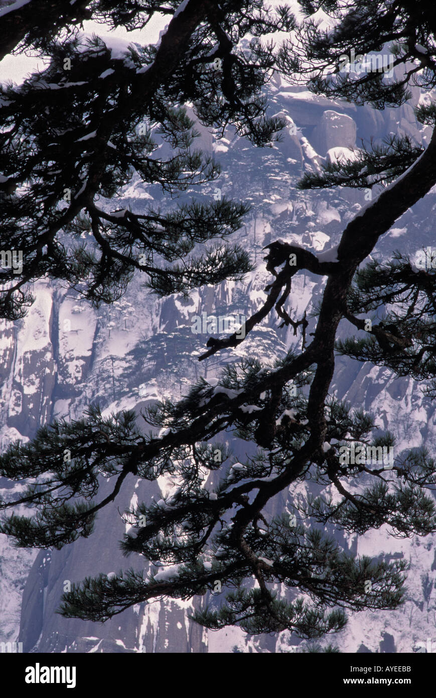 Pino con rocce ricoperte di neve Mt Huangshan gialle di montagna della provincia di Anhui Cina Foto Stock