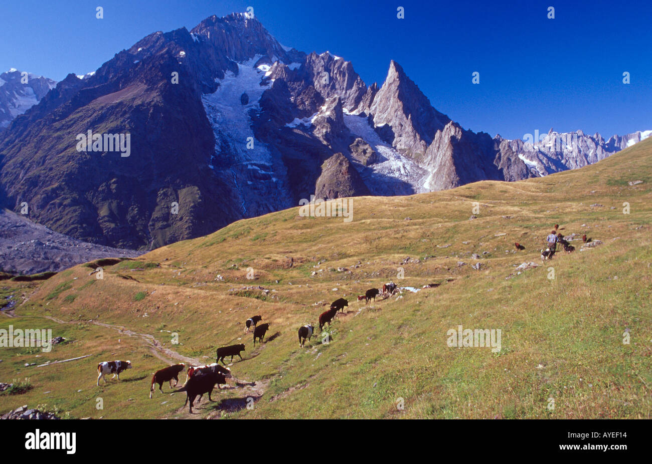 Mandria di mucche sul pascolo alpino, Val Veni, Alpi Italiane, Italia Foto Stock