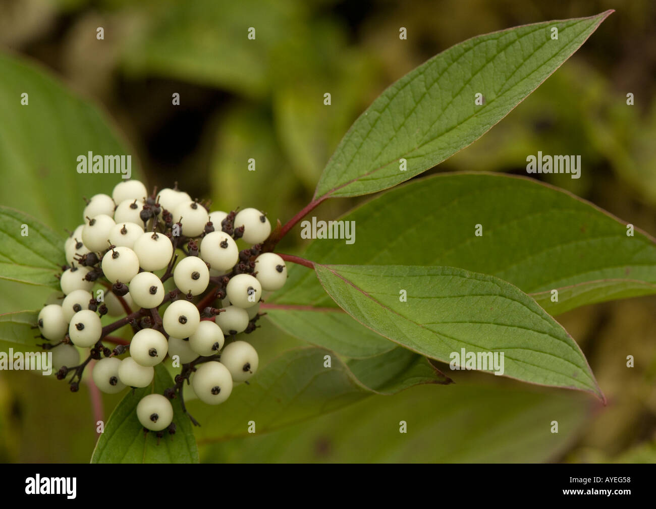 Una a bacca bianca sanguinello; Cornus sibirica. di frutta Foto Stock