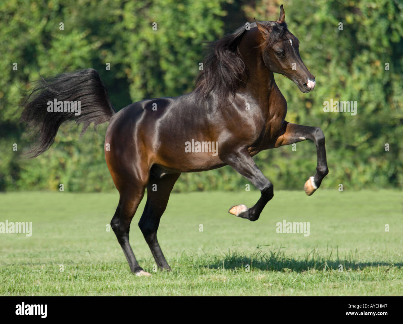 Arabian Horse stallone salta in azione con sfidando la postura Foto Stock