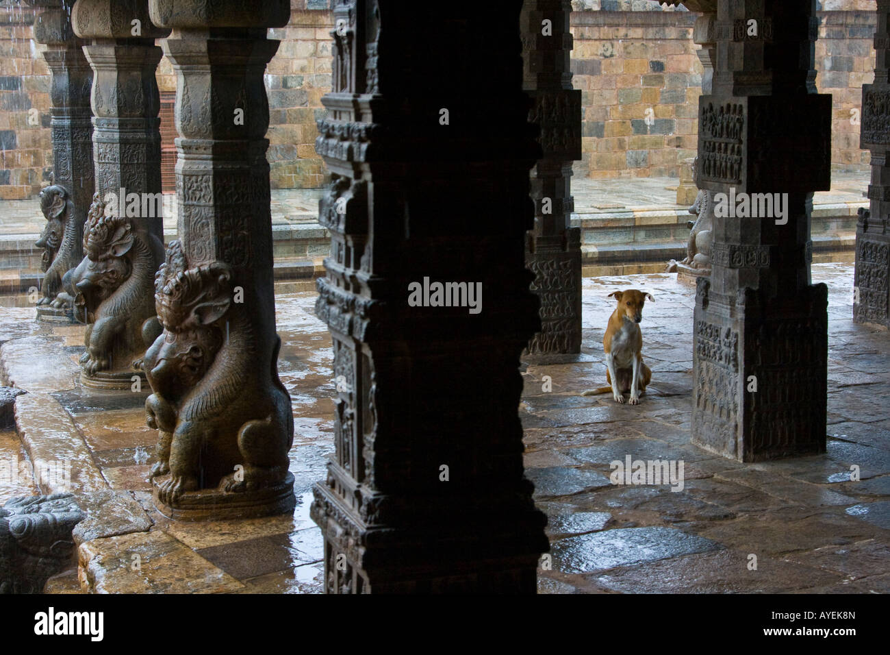 Cane dentro il tempio Airavatesvara a Darasuram India del Sud Foto Stock