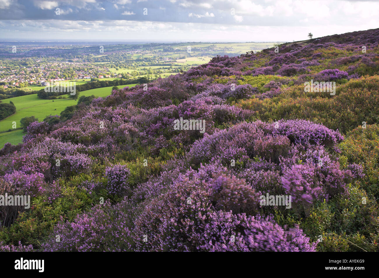 Vista dalla Torre Holcombe e heather in fiore nella tarda estate del Lancashire Regno Unito Foto Stock