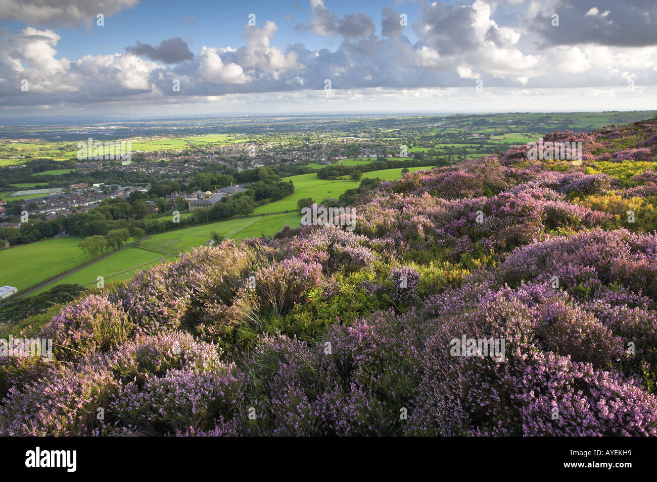 Vista dalla Torre Holcombe e heather in fiore nella tarda estate del Lancashire Regno Unito Foto Stock