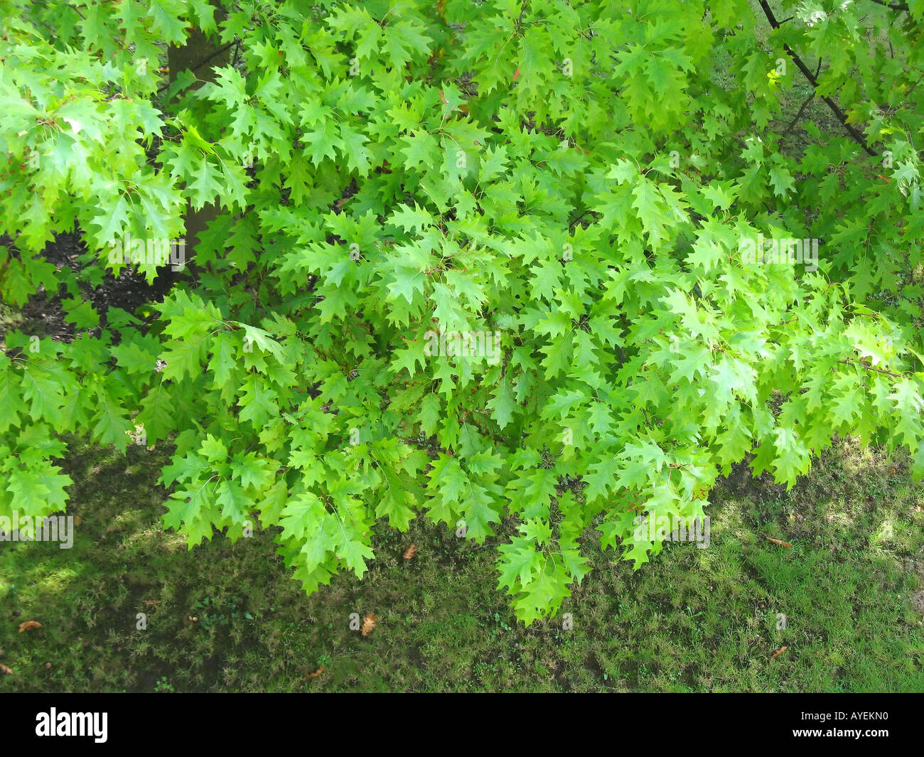 NORTHERN QUERCIA con fogliame verde Foto Stock