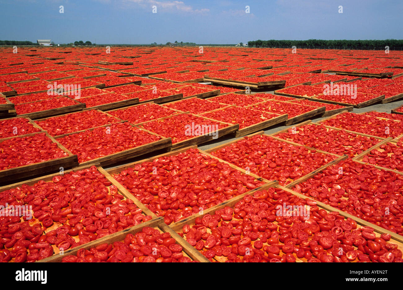 Pomodori secchi in California Foto Stock