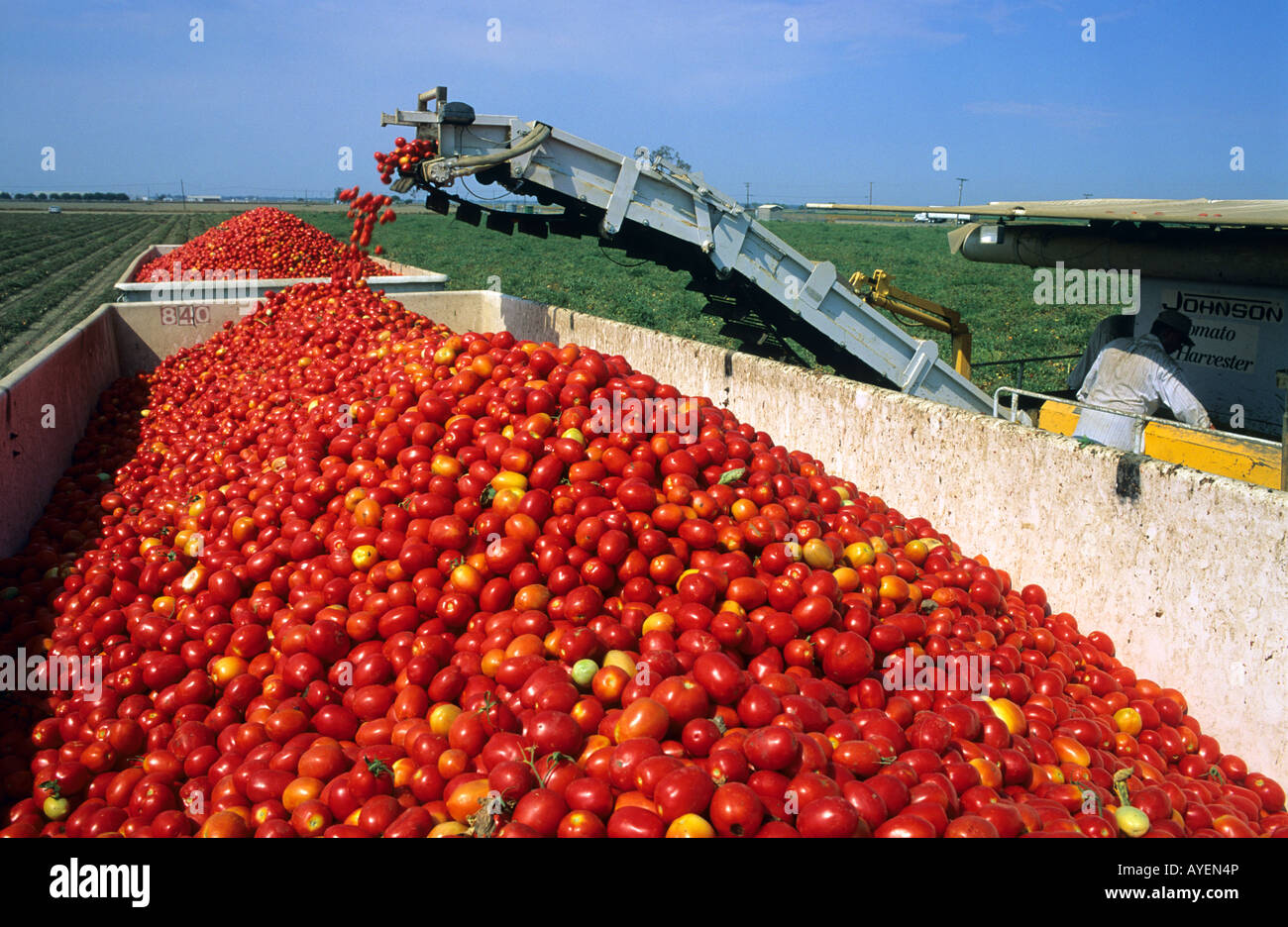 Raccolto di pomodori vicino a Sacramento in California Foto Stock