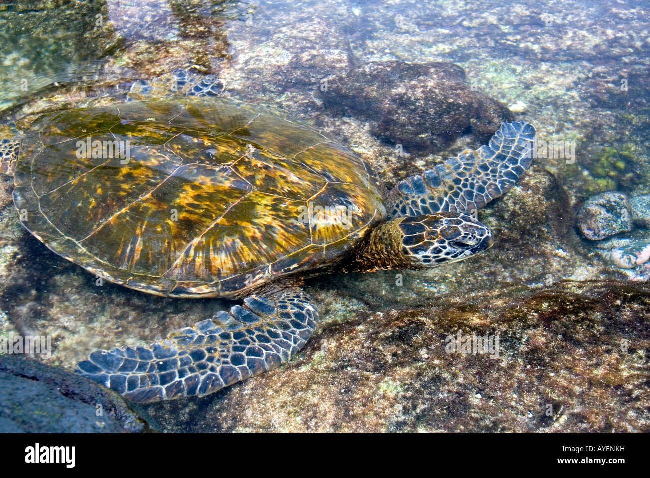 Hawaiian tartaruga verde in un pool di marea sull'isola di Hawaii Foto Stock