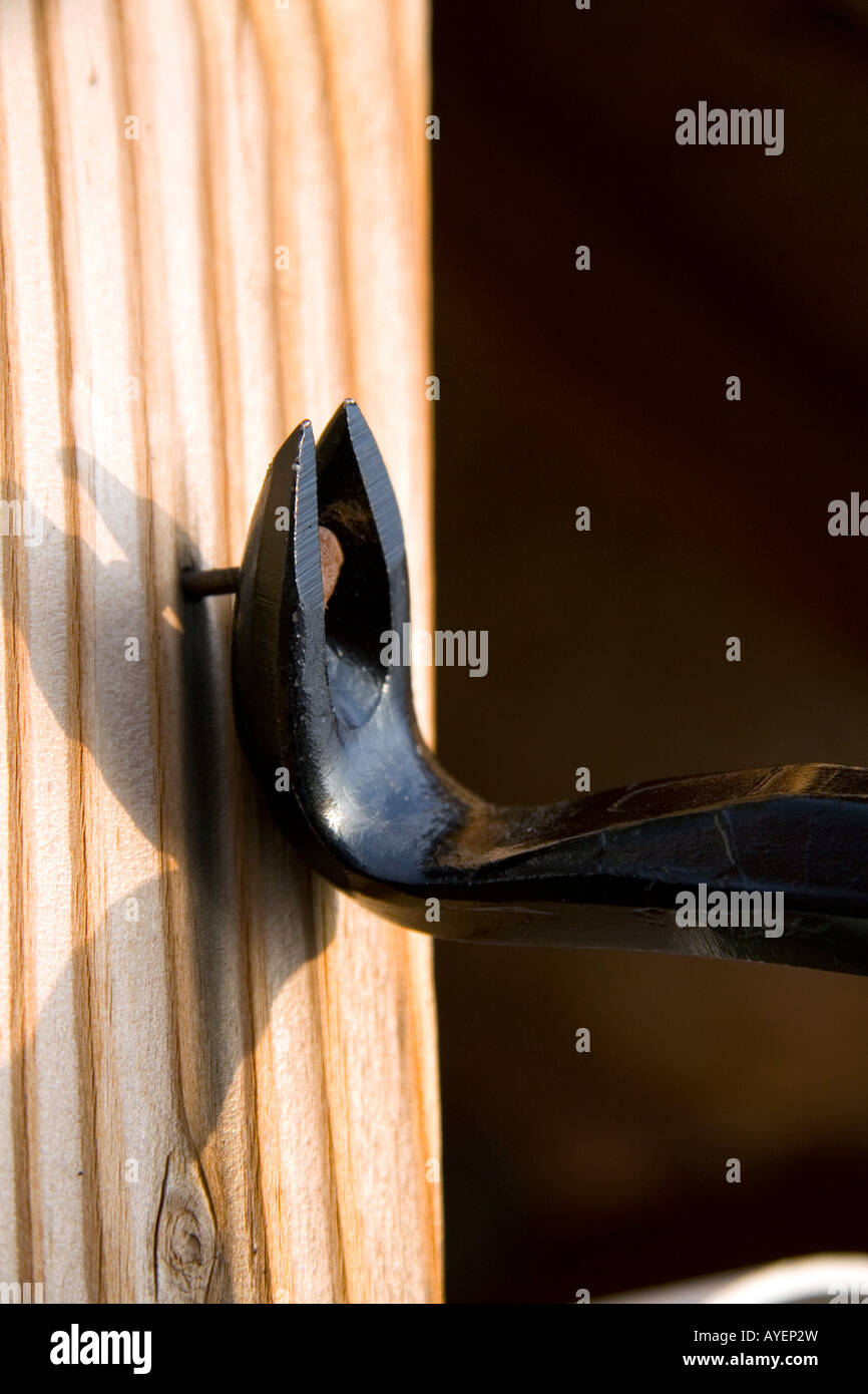 Una zampa gatti palanca tirando un chiodo al di fuori di un pezzo di legno Foto Stock