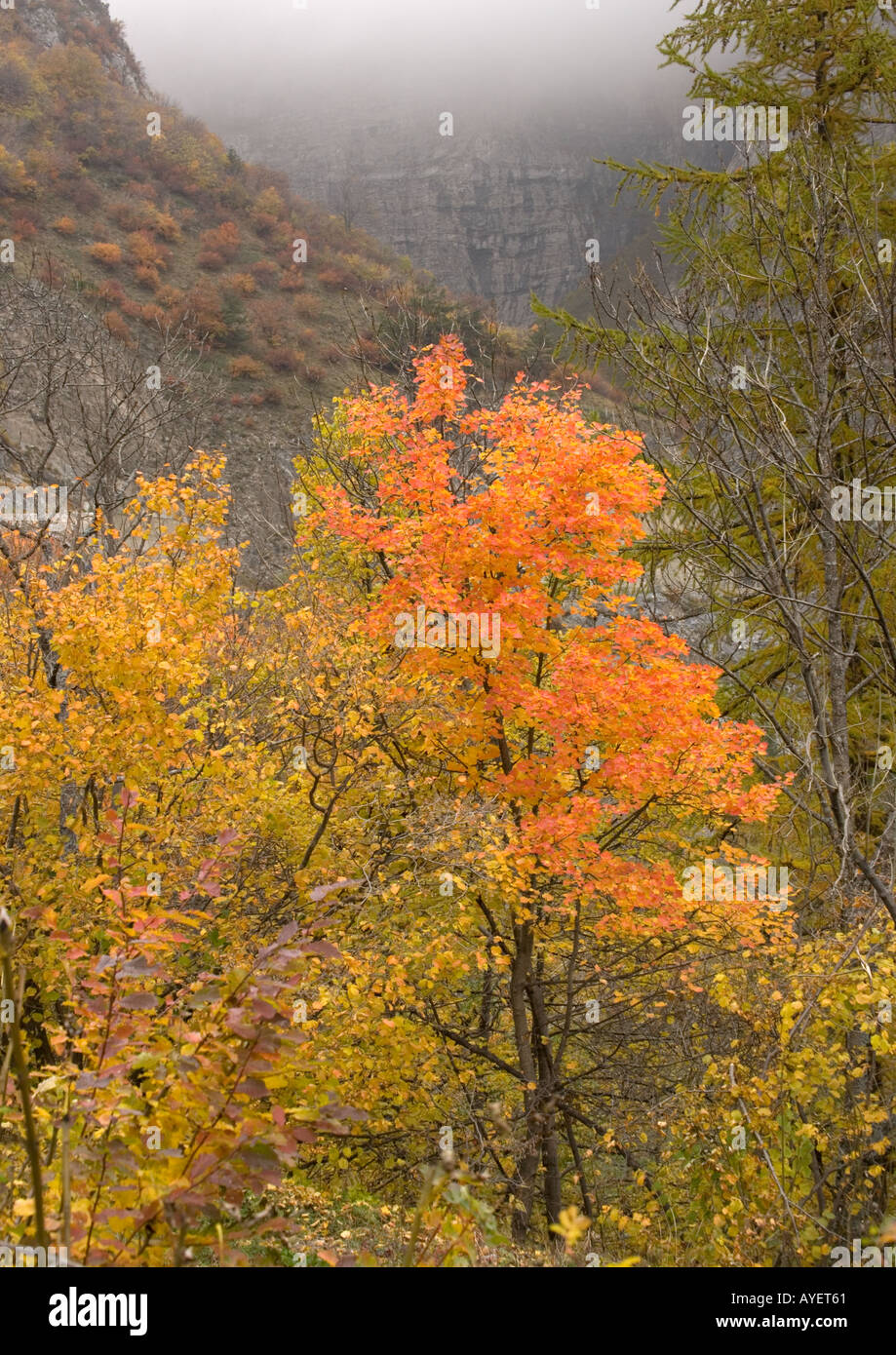 Acero italiano con forte colore di autunno nelle alpi marittime Foto Stock