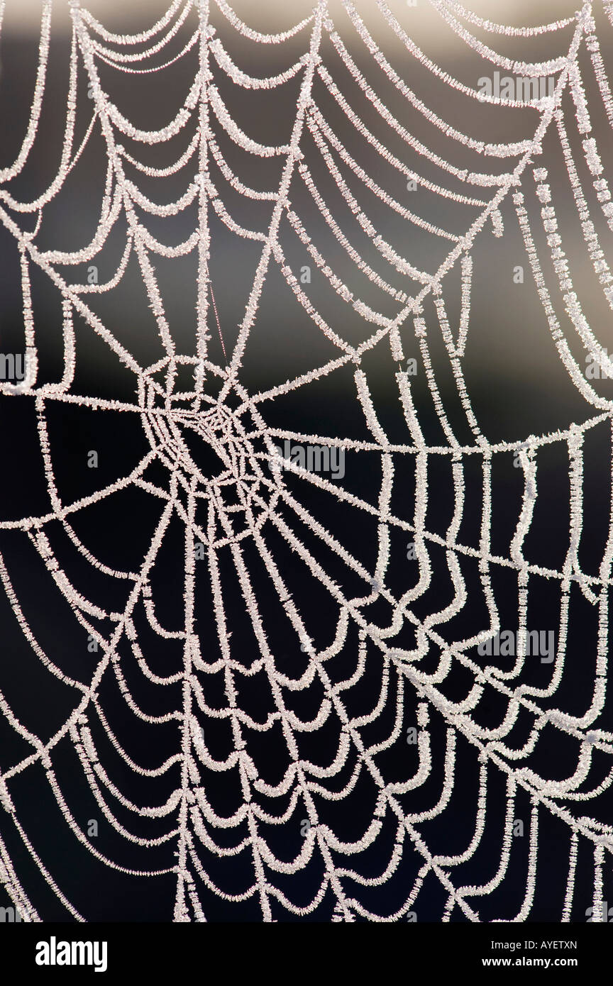 Congelati spider web Foto Stock