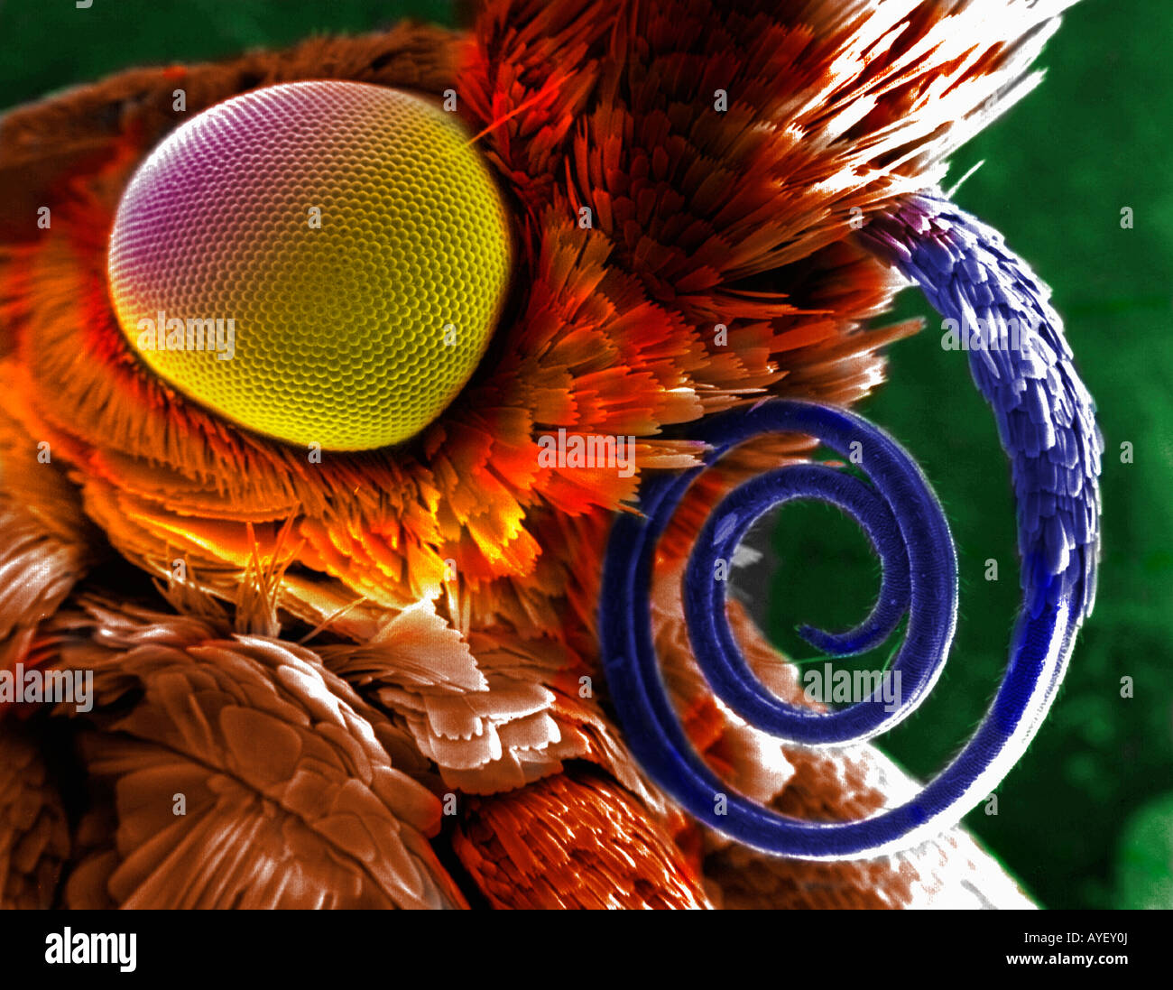 Testa di farfalla come si osserva attraverso un microscopio EM Foto Stock