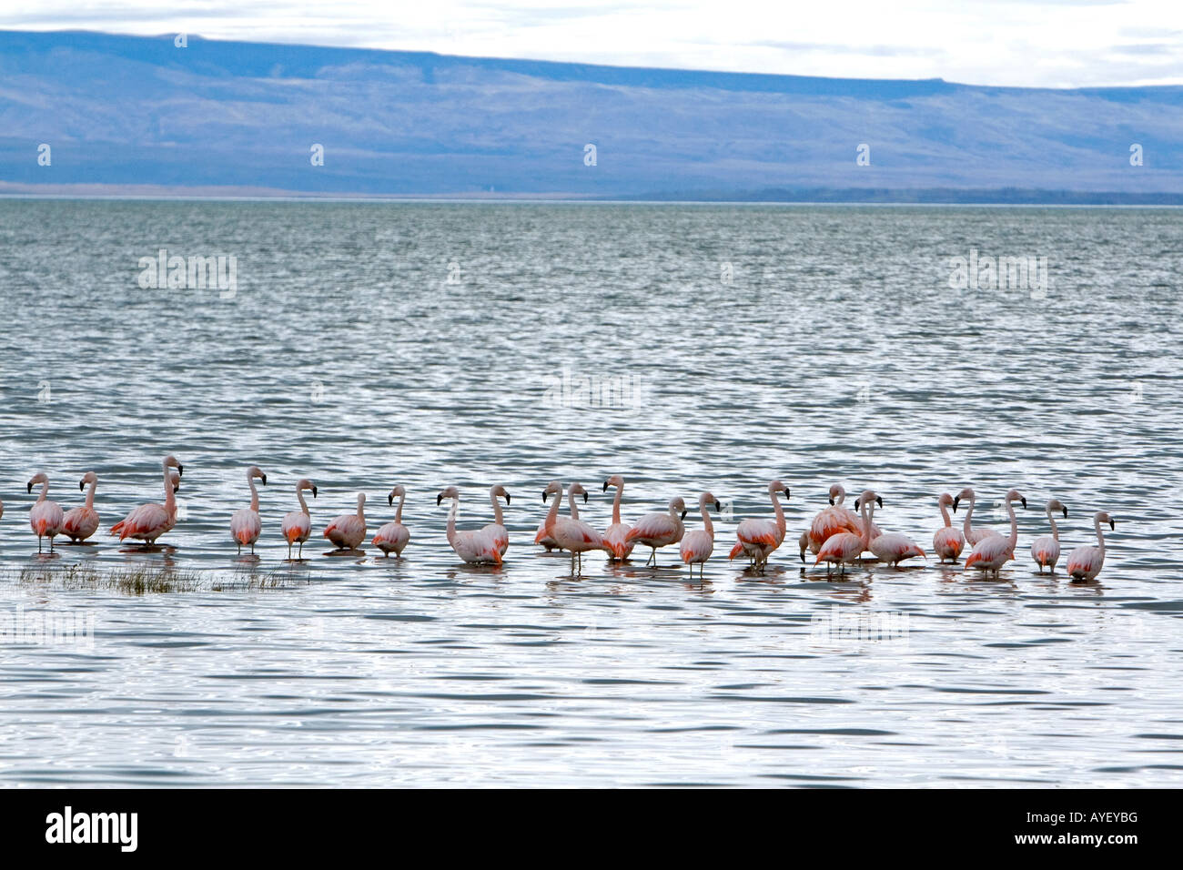 Fenicotteri cileni nel Lago Argentino vicino a El Calafate in Patagonia Argentina Foto Stock