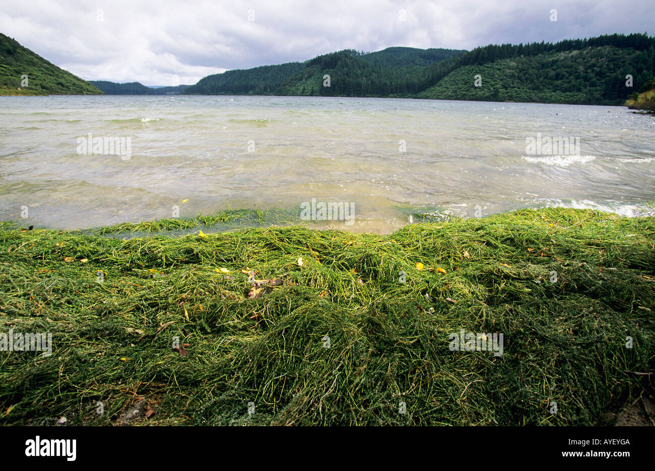 Vista sul lago verde con alberi colline coperte lungo il lato Foto Stock