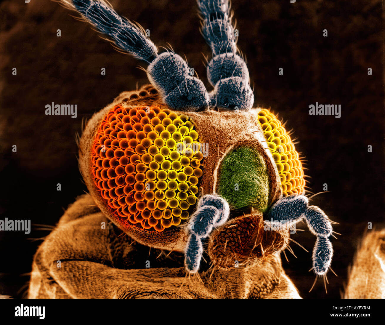 Testa di farfalla come si osserva attraverso un microscopio EM Foto stock -  Alamy