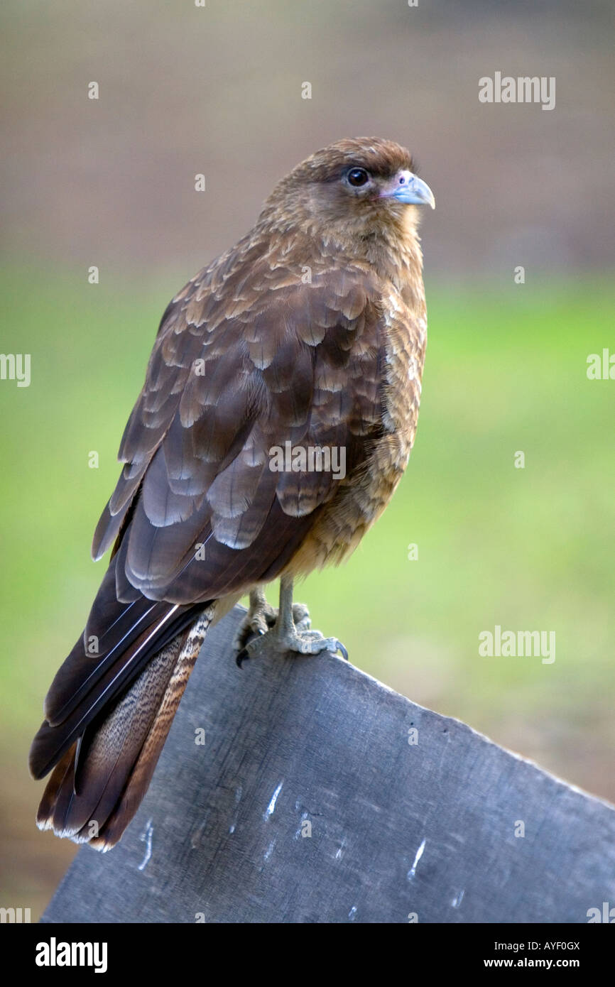 Piccolo rapace dell'Tierra del Fuego Parco Nazionale Argentina Foto Stock